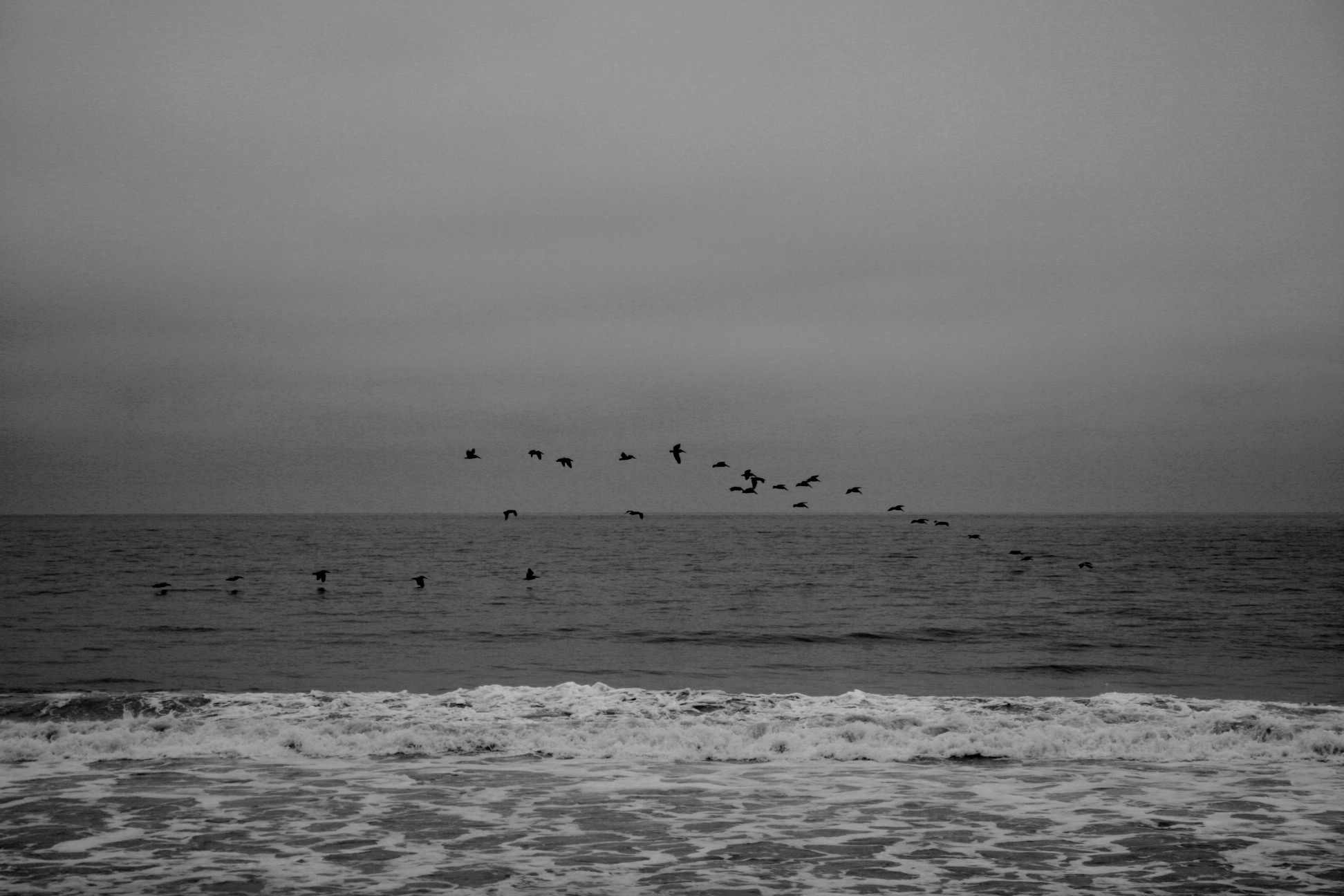 Brown Pelicans off the coast of Point Dume in Southern California, July 2013.